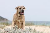 CANE CORSO 661